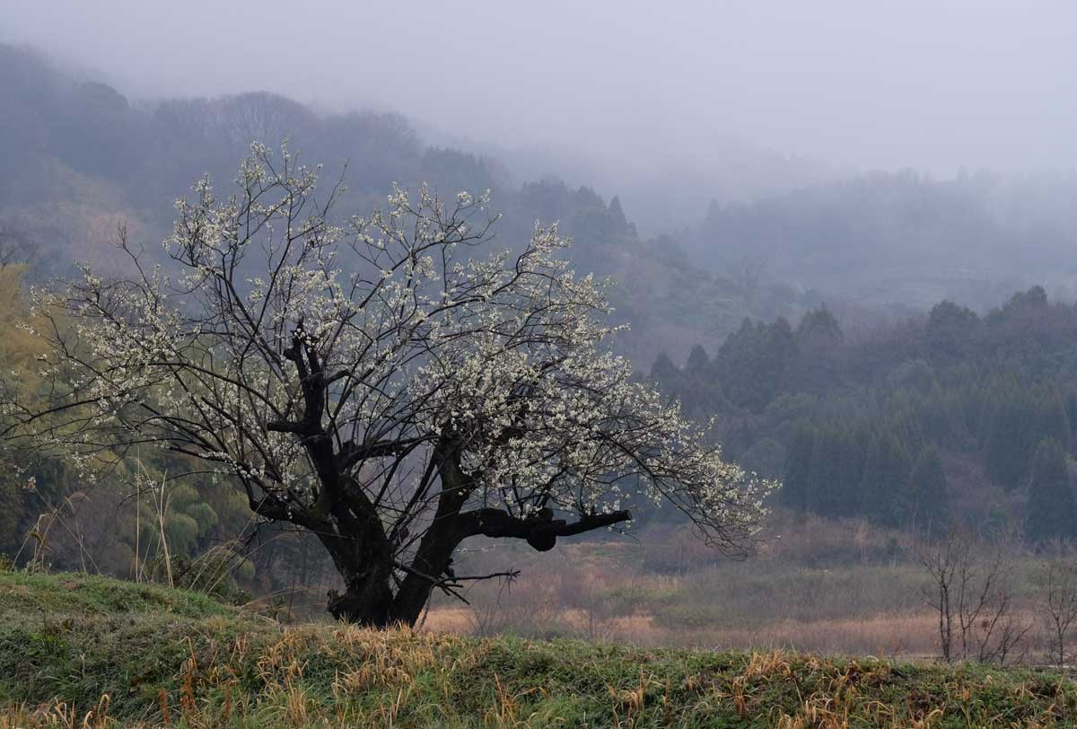 Spring Approaching